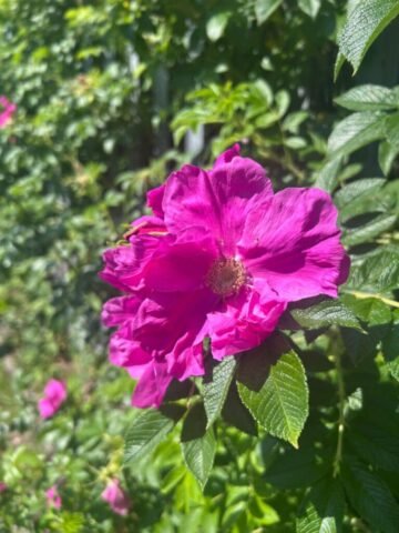 flower photograph